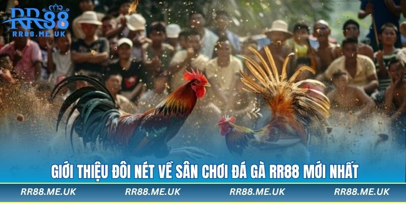 Giới thiệu đôi nét về sân chơi đá gà rr88 mới nhất