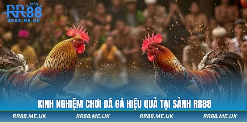 Kinh nghiệm chơi đá gà hiệu quả tại sảnh rr88