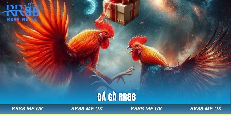 Đá Gà Rr88 - Hướng Dẫn Chi Tiết