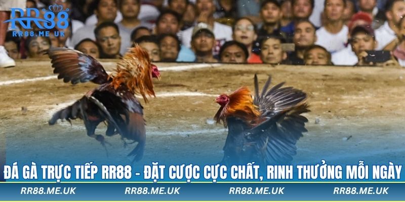 Đá gà trực tiếp rr88