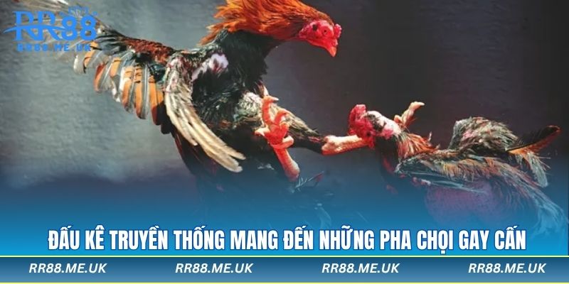 Đấu kê truyền thống mang đến những pha chọi gay cấn