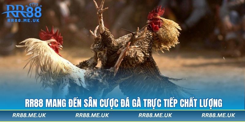 RR88 mang đến sân cược đá gà trực tiếp chất lượng