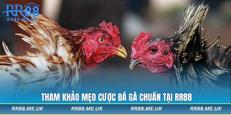 Tham khảo mẹo cược đá gà chuẩn tại RR88